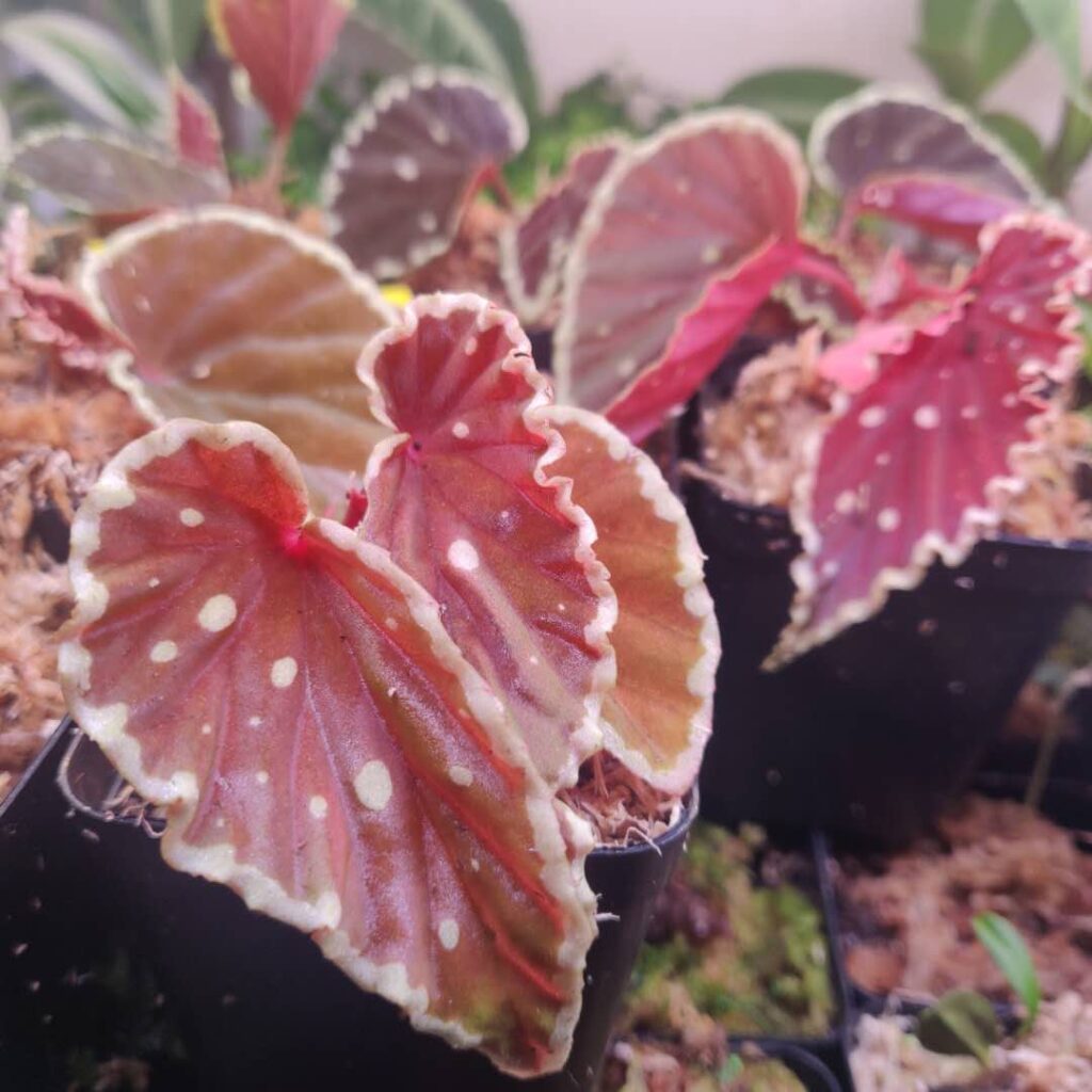 波點黑武士秋海棠 Begonia Darth Vader 'Green Spots'