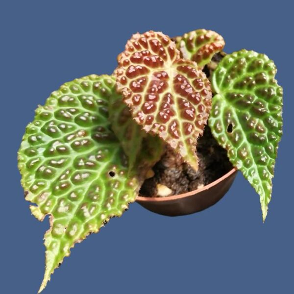 秋海棠 Begonia dracopelta