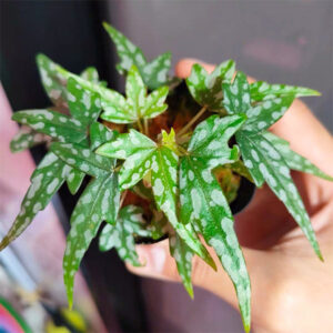 開普敦小天使秋海棠 Begonia Dregei 'Glasgow'