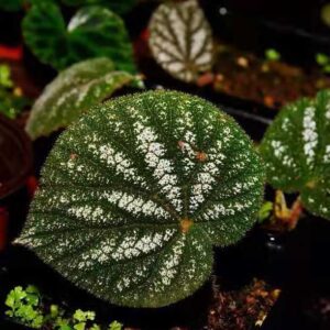 絲形秋海棠 Begonia filiformis
