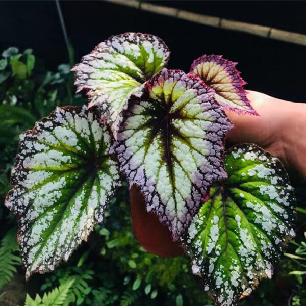 煙火秋海棠 Begonia 'Fireworks'：圖片 3