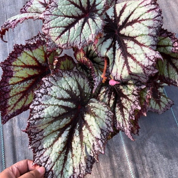 煙火秋海棠 Begonia 'Fireworks'：圖片 2