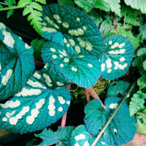 古林箐秋海棠 Begonia gulinqingensis