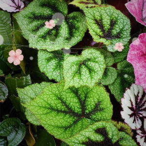 鐵甲秋海棠 Begonia Iron Cross (Begonia Masoniana)