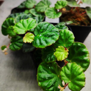 蔓性秋海棠 Begonia lichenora