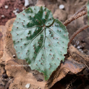 蕺葉秋海棠 Begonia Limprichtii Irmsch.