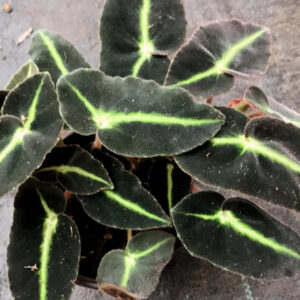 貓眼秋海棠 Begonia listada