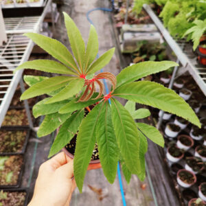 華麗秋海棠 Begonia Luxurians