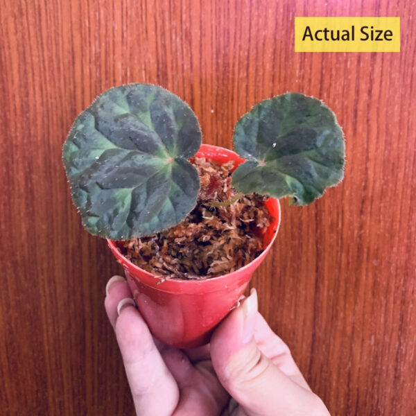 鹿寨秋海棠 Begonia luzhainensis：圖片 2