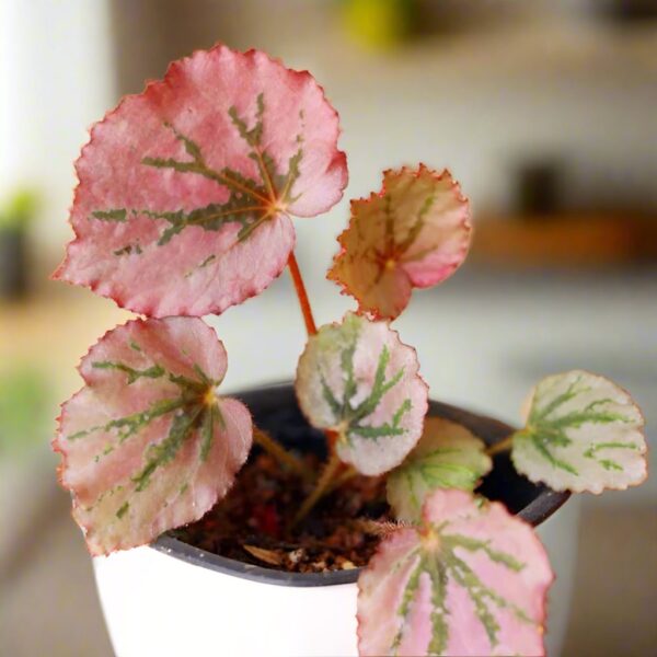 馬丁之謎秋海棠 Begonia 'Martin's Mystery'