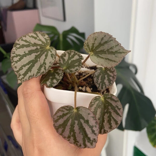 馬丁之謎秋海棠 Begonia 'Martin's Mystery'：圖片 2