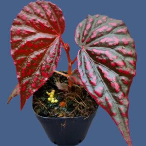 秋海棠 Begonia negrosensis