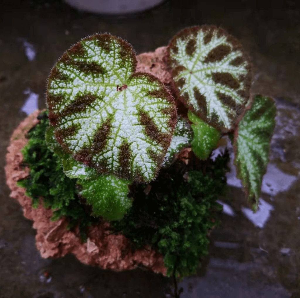 寧明銀秋海棠 Begonia ningming