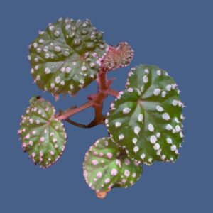 秋海棠 Begonia ocellata