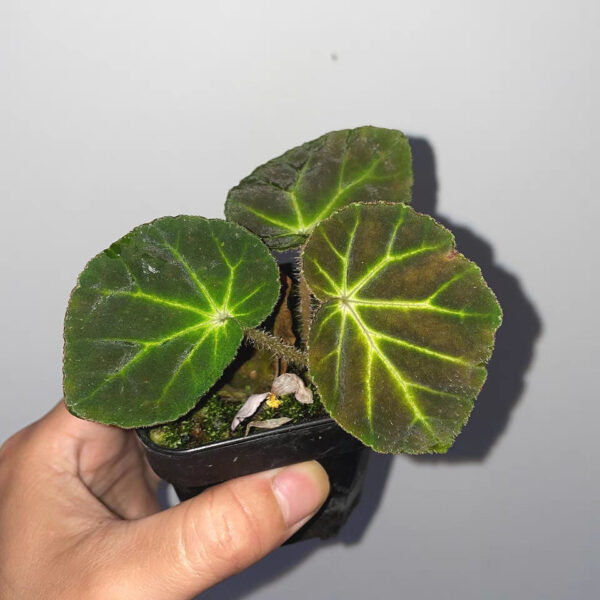 螢光綠脈秋海棠 Begonia olsoniae