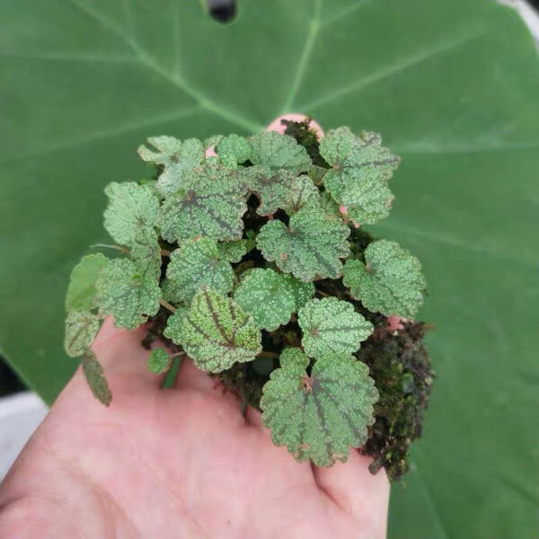 小葉秋海棠 Begonia parvula：圖片 2