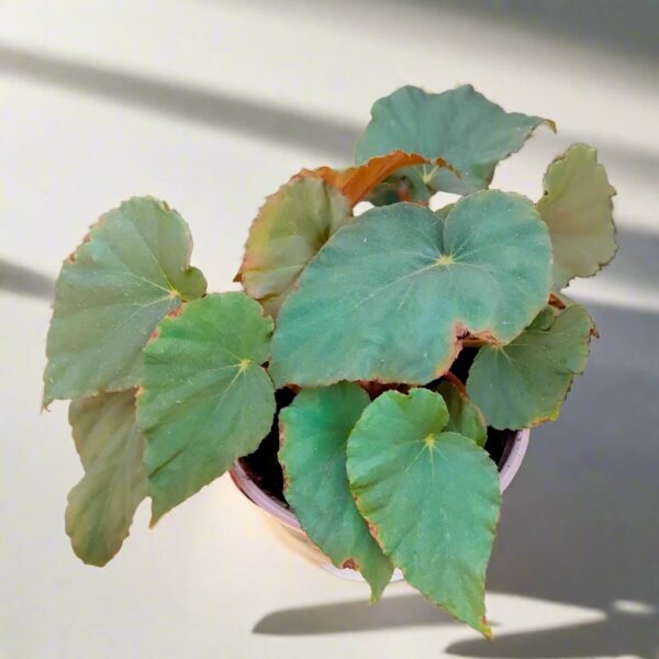 孔雀秋海棠 Blue Begonia (Begonia pavonina)