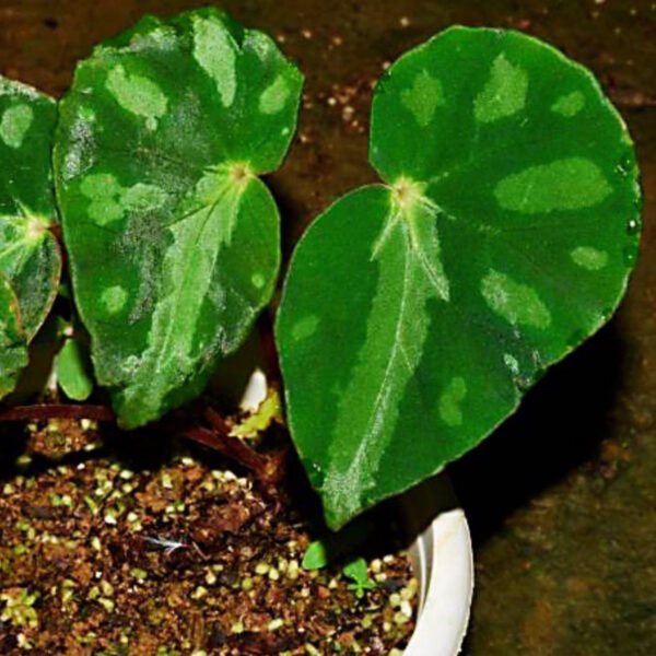 假厚葉秋海棠 Begonia pseudodryadis：圖片 2