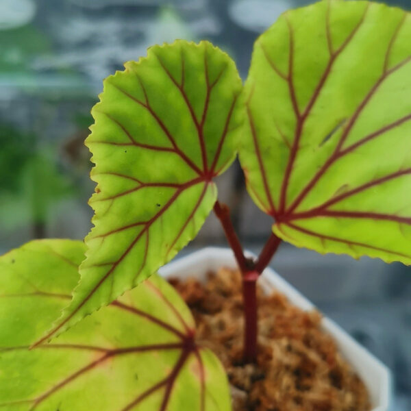 秋海棠 Begonia 'Red vein' (Begonia sp. Sarawak)：圖片 2