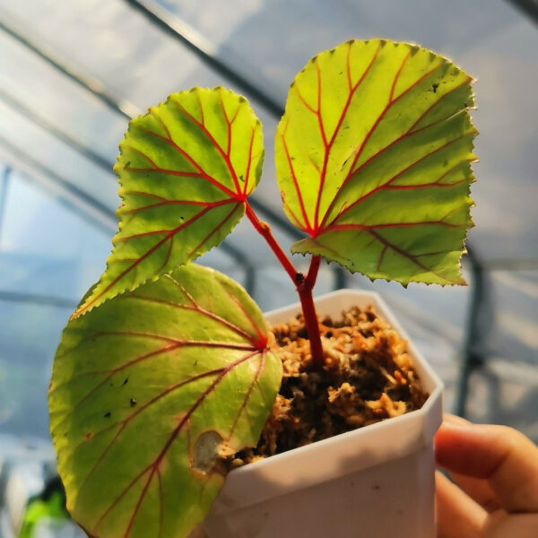 秋海棠 Begonia 'Red vein' (Begonia sp. Sarawak)：圖片 3