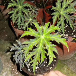 紅斑秋海棠 Begonia rubropunctata