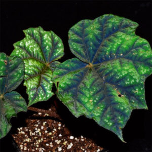 秋海棠 Begonia shiwanshanensis