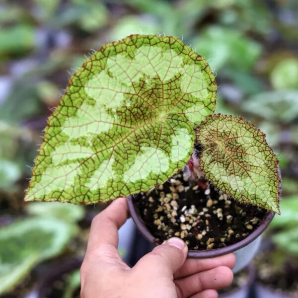 賽茲摩爾秋海棠 Begonia sizemoreae