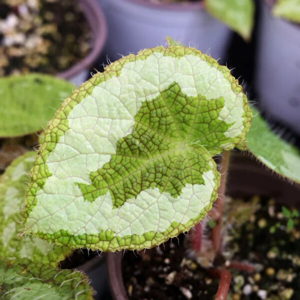 賽茲摩爾秋海棠 Begonia sizemoreae：圖片 2