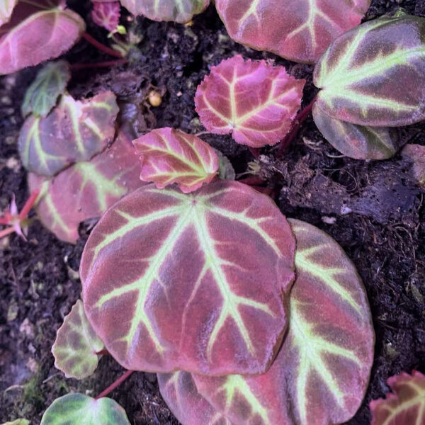 秋海棠 Begonia sp. Aceh：圖片 3