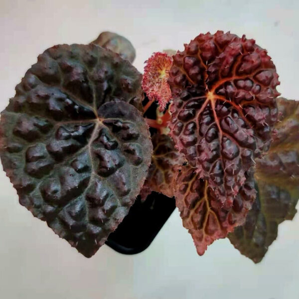 雜交秋海棠 (baik x 龍冑) Begonia sp. (baik x dracopelta)：圖片 3