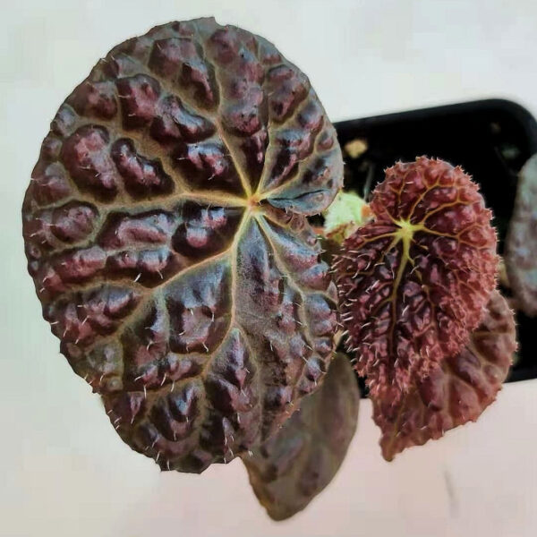 雜交秋海棠 (baik x 龍冑) Begonia sp. (baik x dracopelta)：圖片 4