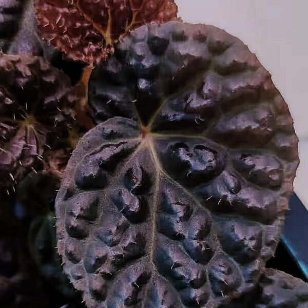 雜交秋海棠 (baik x 龍冑) Begonia sp. (baik x dracopelta)：圖片 2