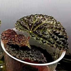 雜交秋海棠 (baik x 龍冑) Begonia sp. (baik x dracopelta)