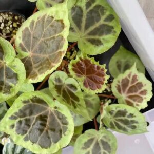 秋海棠 begonia sp. dongoranensis