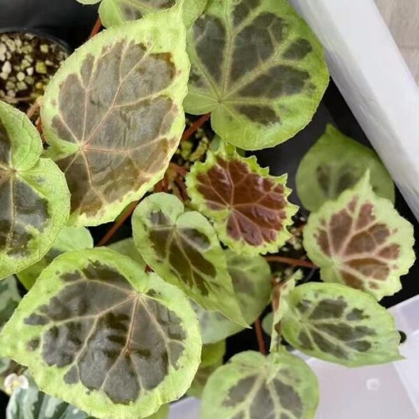 秋海棠 begonia sp. dongoranensis