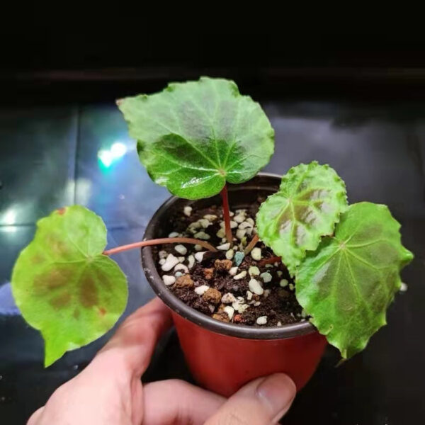 秋海棠 begonia sp. dongoranensis：圖片 2