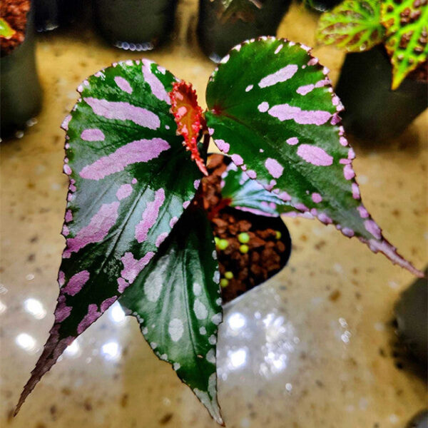 秋海棠 Begonia sp. julau：圖片 2