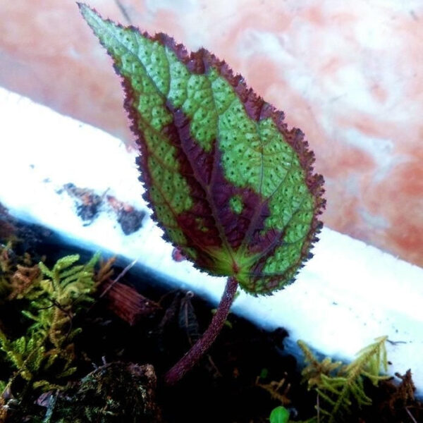 红绿斑秋海棠 Begonia sp. (Red & Green)：圖片 2