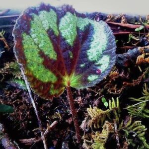 红绿斑秋海棠 Begonia sp. (Red & Green)