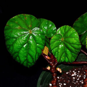 秋海棠 Begonia sp. Red vein