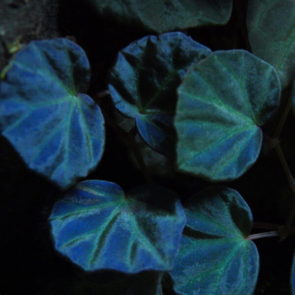 秋海棠 Begonia sp. sarawak：圖片 3