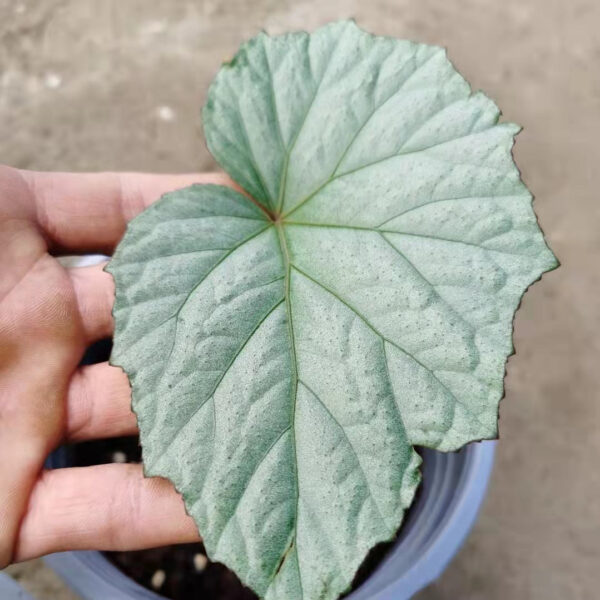 秋海棠 Begonia sp. sliver：圖片 5