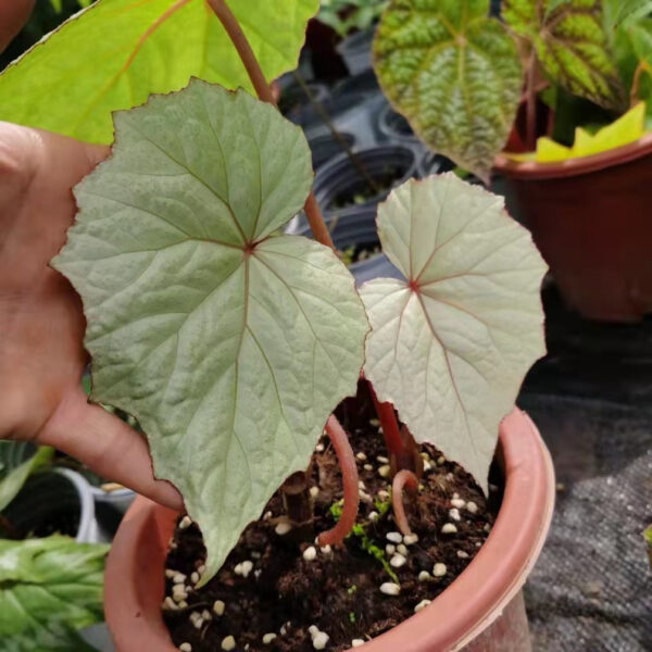 秋海棠 Begonia sp. sliver：圖片 2