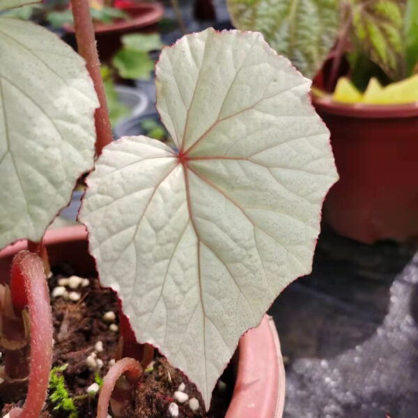 秋海棠 Begonia sp. sliver：圖片 3