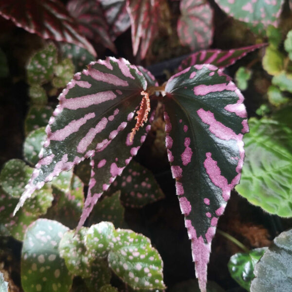 秋海棠 Begonia sp. julau：圖片 3