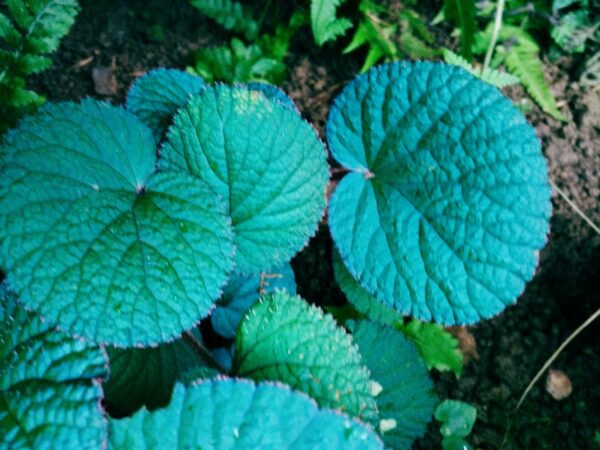 反藍色秋海棠 Begonia sp. (Blue)：圖片 3