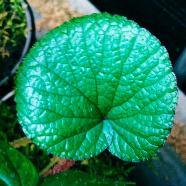 反藍色秋海棠 Begonia sp. (Blue)