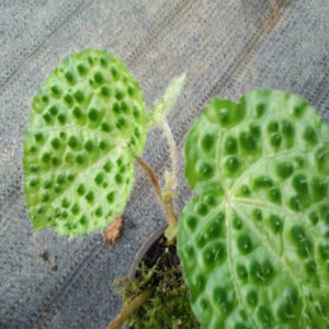 秋海棠 Begonia sp. (Green)