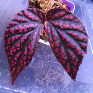 粉佳人秋海棠 Begonia hairy spots