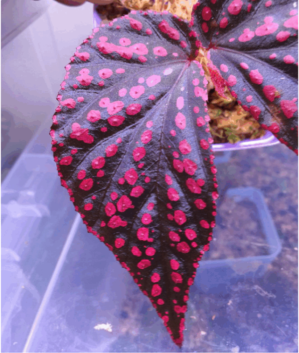 粉佳人秋海棠 Begonia hairy spots：圖片 2
